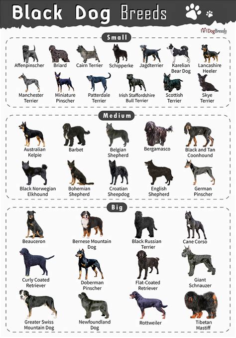 big black dog breeds|37 Black Dog Breeds With Short, Medium & Long Black Coats.